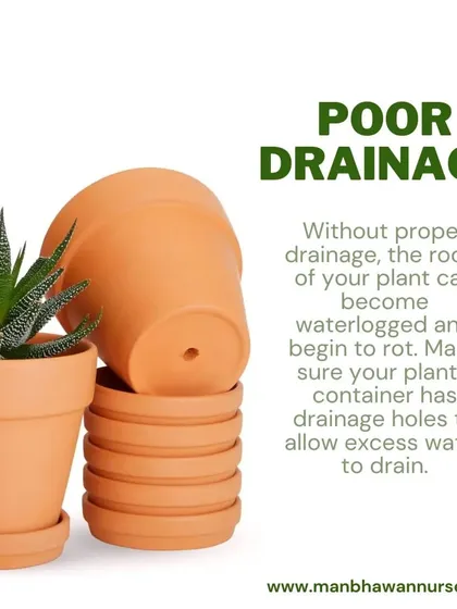 Poor drainage is a common reason succulents don't survive. Make sure your pot has drainage holes to allow excess water to escape, preventing the roots from becoming waterlogged and rotting.