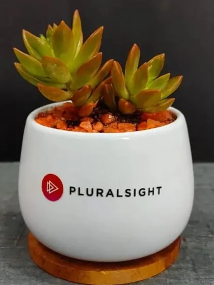 A succulent gift in a white branded pot with orange pebbles, part of the custom order for Pluralsight.