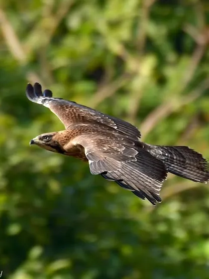A perfect flight shot of the Oriental Honey Buzzard. Capturing birds in flight is a technical challenge that I love, as it showcases their dynamic grace.