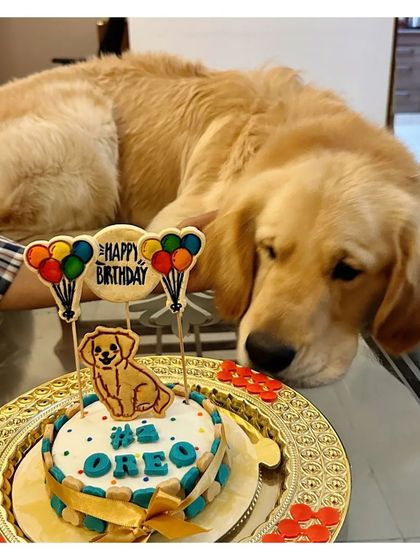 This Golden Retriever, also named Oreo, seems to be guarding his birthday cake. We hear he devoured his carrot and chicken cake in minutes.