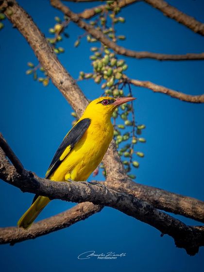 A Symphony of Colours photo 21