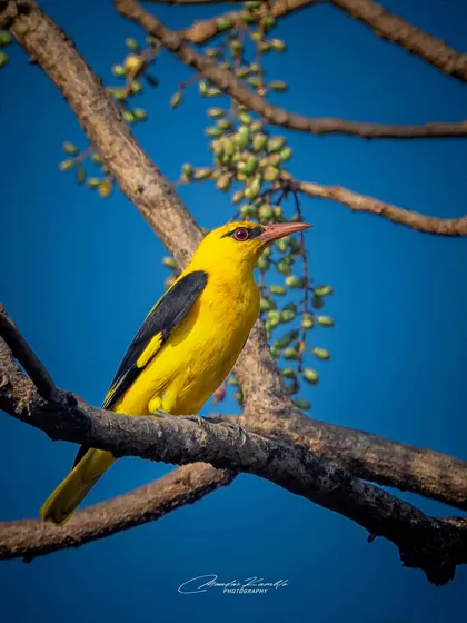 An Indian Golden Oriole shines like a beacon against a deep blue sky. This is a classic example of using complementary colours to create a striking image.