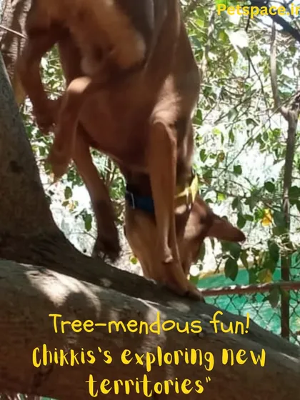 There's never a dull moment with adventurous pups like Chikki! Our spacious grounds offer plenty of trees to sniff and new territories to explore. We encourage safe, supervised fun that lets a dog's personality shine.