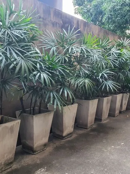 A row of Lady Palms in concrete planters, used to create a green screen along a wall. They are great for adding privacy and softening hard architectural lines.