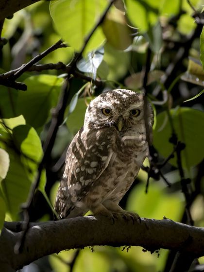 A Spotted Owlet peeking through the leaves of a Peepal tree.
