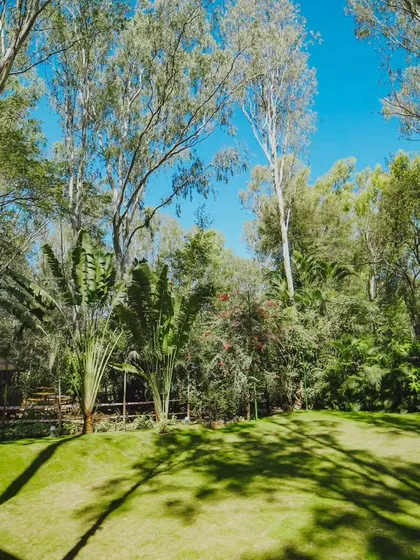 A sun-drenched lawn surrounded by tall trees, offering a beautiful open space for activities and relaxation.