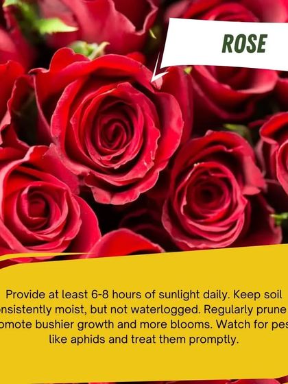 Roses are a garden classic. To get beautiful blooms, provide at least 6-8 hours of sunlight daily, keep the soil moist, and prune regularly to promote bushier growth.