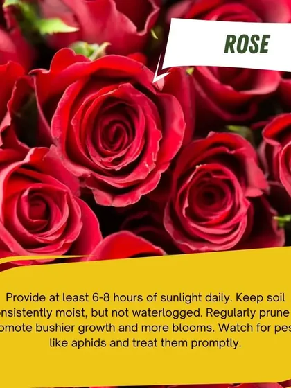Roses are a timeless favorite. To help them thrive, provide at least 6-8 hours of sunlight daily and keep the soil consistently moist. Regular pruning will promote bushier growth and more beautiful blooms.