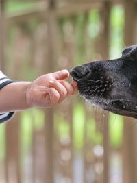 Family & Pet Photography