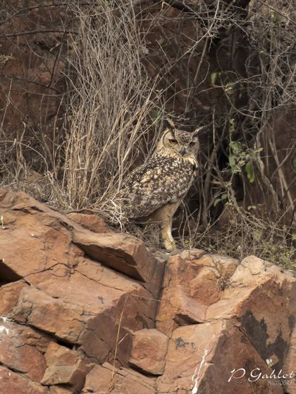 A Rock Eagle-Owl on a rocky cliff, another image celebrating the festival of Diwali.