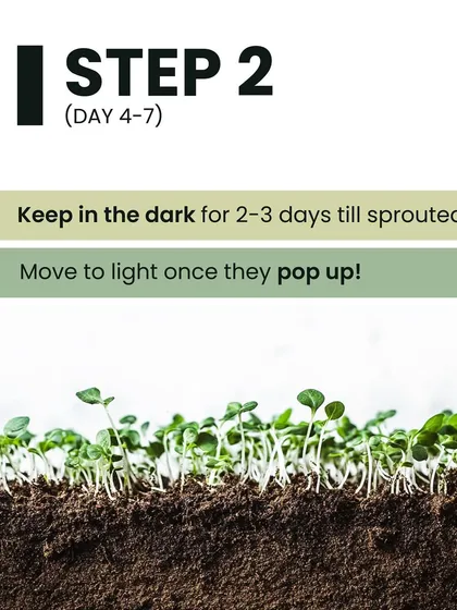 Step 2 for growing microgreens: After sowing, keep the tray in the dark for 2-3 days until the seeds have sprouted. Once they pop up, it's time to move them into the light.