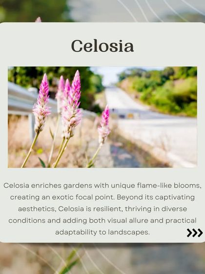 Celosia enriches gardens with its unique, flame-like blooms, creating an exotic focal point. This resilient plant thrives in diverse conditions, adding both visual allure and adaptability.
