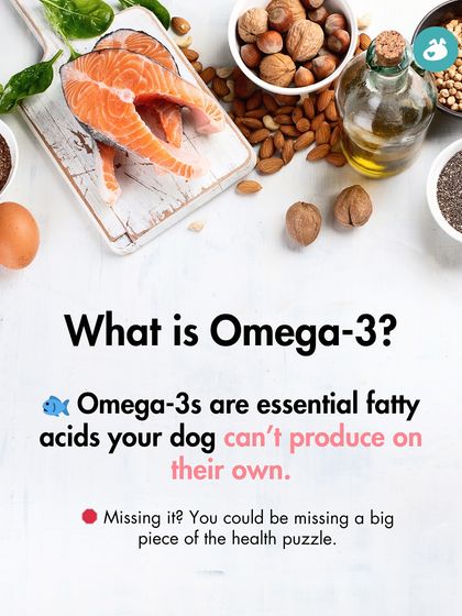 The Pack - Pet Parent Education & Workshops The Healthy Bowl: Canine Nutrition & Recipes photo 23