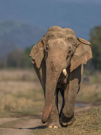 A head-on portrait of an elephant, captured for International Elephant Day to raise awareness for their conservation.