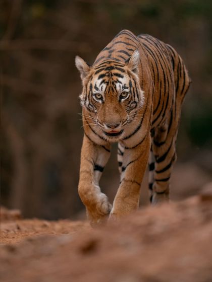A powerful head-on walk from Arrowhead. Her direct gaze and confident stride were hallmarks of her reign as the queen of the lakes.