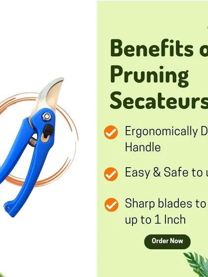 These pruning secateurs are designed to be easy and safe to use. The ergonomic handle provides a comfortable grip, and the sharp blades can cut branches up to one inch thick.
