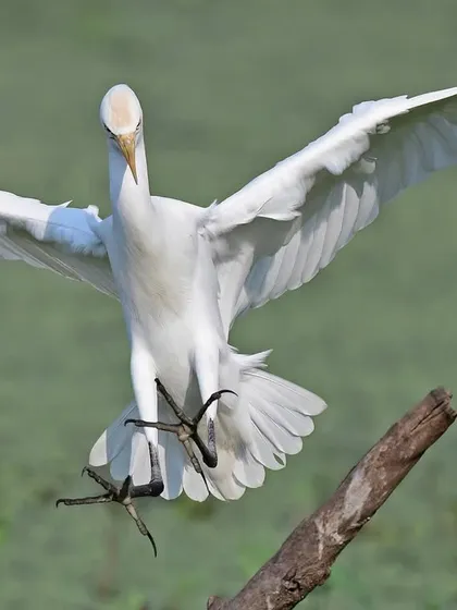The art of bird photography lies in freezing a perfect moment in time. This Cattle Egret, wings spread wide and feet poised, demonstrates the precise mechanics of landing. I guide you to master the technical skills needed to capture such elegant action shots.