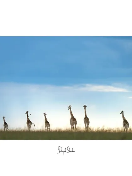 These images further celebrate the giants of Africa. From the gentle giants like giraffes and elephants to the striking patterns of zebras, each photo tells a story of life on a grand scale.
