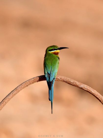 The Blue-tailed Bee-eater, a summer migrant to North India. Its combination of colours, from its red eyes to its blue tail, makes it a photographer's delight.