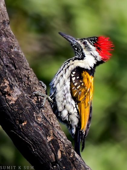 The "Super Stud" of Delhi NCR, a Black-rumped Flameback woodpecker. Its golden back, red crest, and striking pattern make it a truly spectacular bird.