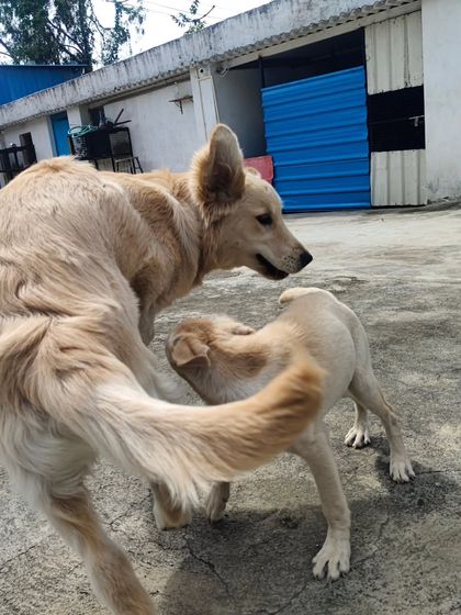The chase is on. These two are having a blast running around the yard.