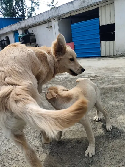The chase is on. These two are having a blast running around the yard.