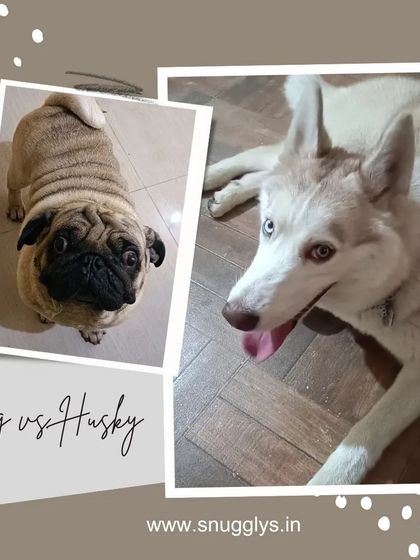 Snugglys Paw House - Pet Daycare Meet Our Guests photo 3