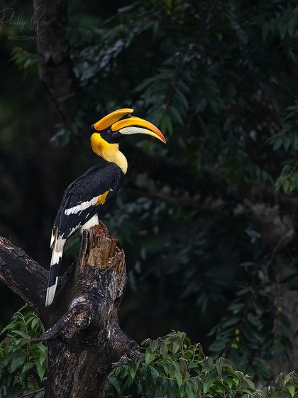 A hornbill perches regally on a dead tree stump, offering a clear and striking profile against the dark forest.