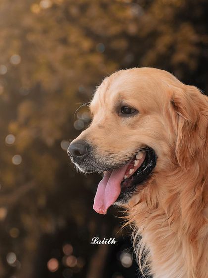 Lalith - Pet Photography Expressive Portraits: The Soul in Their Eyes photo 3