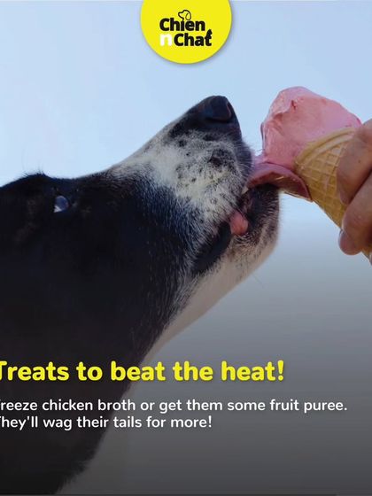 A great way to help your pet beat the summer heat is with frozen treats. Freeze some chicken broth or make a fruit puree popsicle. They will wag their tails for more.