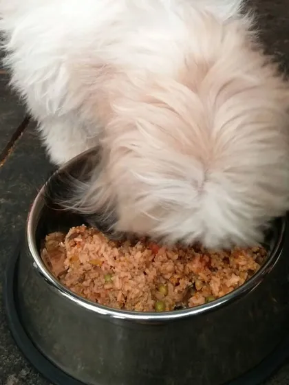 Even the fluffiest little dogs love a hearty meal. This little one is completely focused on his bowl of fresh food.