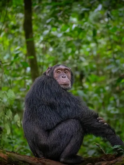 A chimpanzee sits thoughtfully in Kibale National Park. With their populations declining due to habitat loss and hunting, every photograph is an opportunity to advocate for our closest living relatives.
