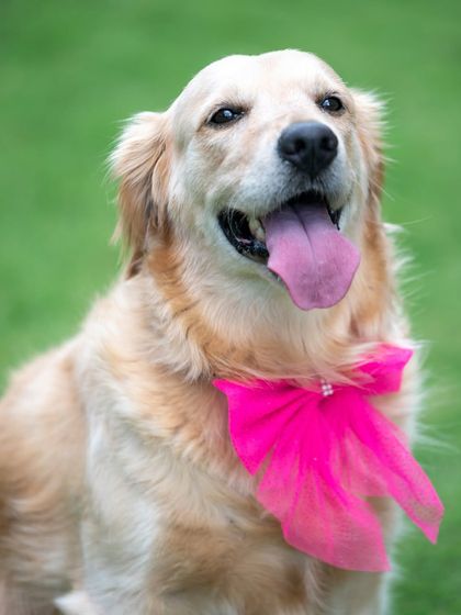 Anshiti - Pet Photography Paws & Props photo 4