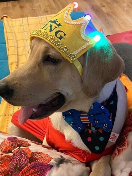 Petspace - Dog Boarding Pawsitive Celebrations photo 6