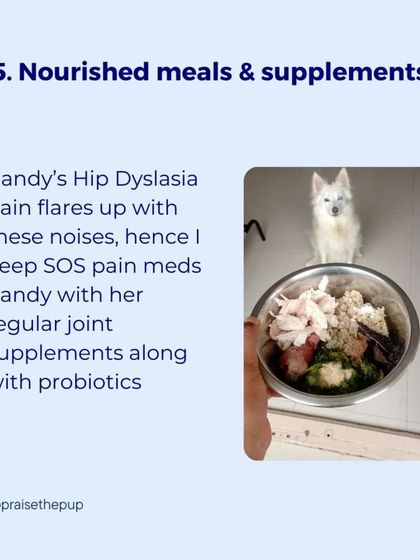 Stress can cause pain to flare up, especially for dogs with conditions like hip dysplasia. I always keep SOS pain medication handy and provide nourishing meals with joint supplements and probiotics to support their system.