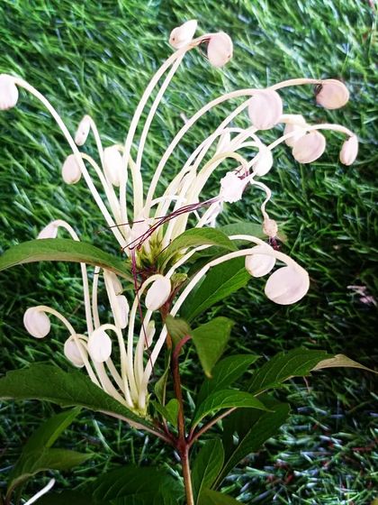 Vibrant Blooms & Flowering Plants photo 4