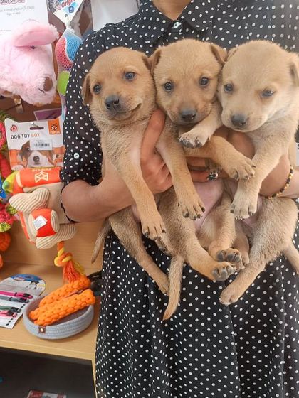 Oh My Dawg - Animal Welfare & Adoption Services Ready for a Forever Home photo 5