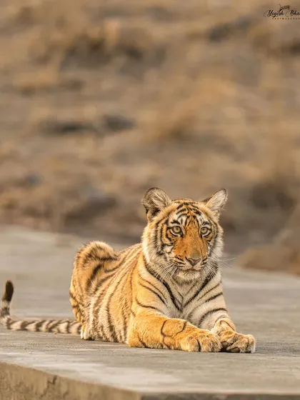 A cub of Arrowhead, looking directly at the camera. The sharpness of the 400mm f/2.8 lens and the precision of the Alpha 1's eye focus make this a standout portrait.