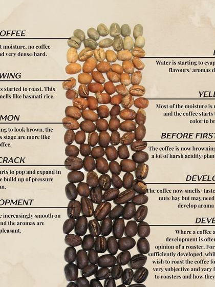 From the initial drying and yellowing to the first crack and development, we break down the entire coffee roasting process so you can understand how flavors are created.