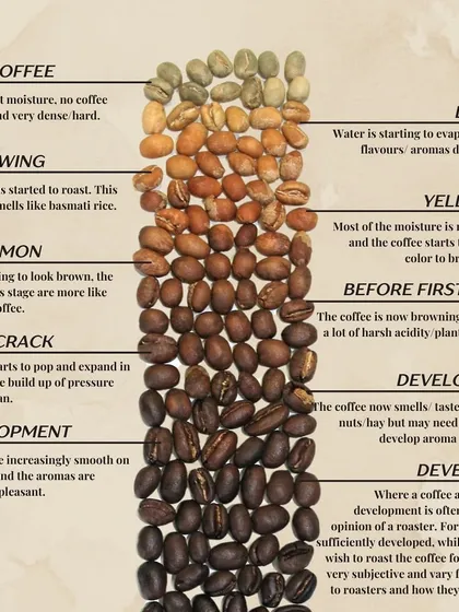 A visual guide to the coffee roasting process, showing the color transformation from raw green beans to a fully developed roast.
