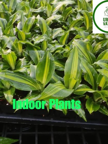 A collection of variegated Dracaena.