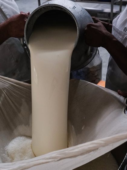The process begins. A chef pours fresh milk through a cheesecloth to strain it, ensuring a pure and clean base for our cheese.