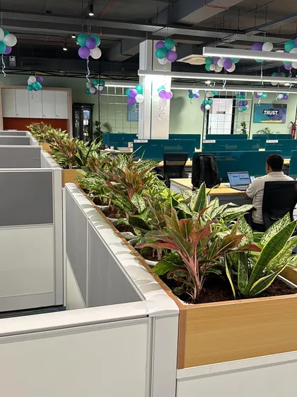 Our green installations create a more pleasant and visually appealing work environment for employees, as seen here in this Delhi office.