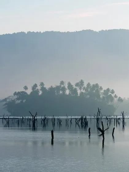 The eerie aftermath of the 2004 tsunami in the Andamans. In the morning mist, a White-bellied Sea Eagle perches on a dead mangrove stump, a symbol of resilience amidst devastation.