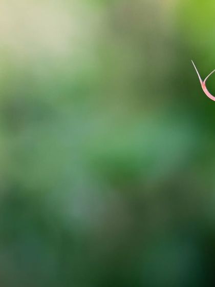 Macro & Miniature Worlds photo 13