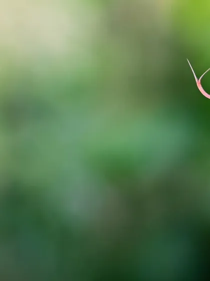 A minimalist composition of the Hump Nosed Pit Viper's head, its forked tongue extended, against a soft green background.
