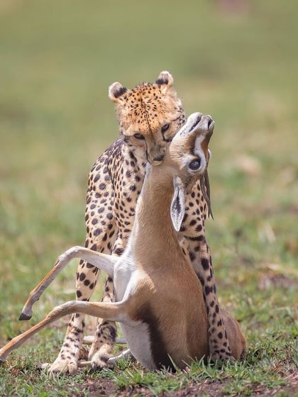 The story here is in the eyes. The fear in the gazelle's eyes and the calm dominance in the cheetah's. It's a powerful, emotional scene that captures the brutal reality of survival.