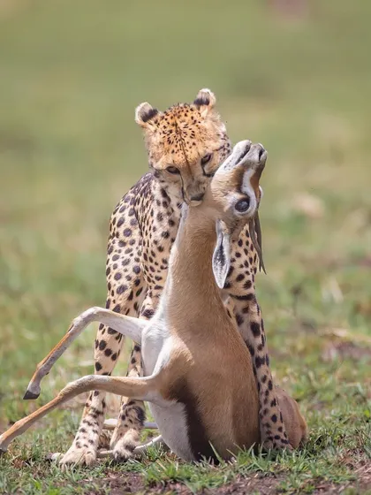 These images further explore the lives of Africa's big cats, from quiet portraits and family interactions to the drama of the hunt. Each one is a piece of the larger narrative we build on safari.
