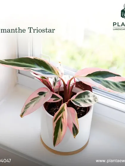 For a pop of color, the Stromanthe Triostar is a stunning pet-safe choice. Its beautiful leaves feature shades of pink, green, and cream, making it a true living work of art.