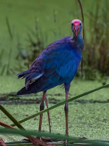 A Grey-headed Swamphen stands tall among the reeds in a Lucknow wetland. Its striking purple-blue plumage and bright red bill stand out against the green, showcasing the vivid colors found in nature.